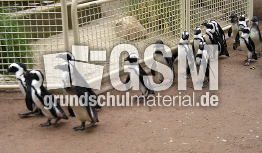 Pinguinmarsch-2.JPG